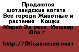 Продаются шотландские котята - Все города Животные и растения » Кошки   . Марий Эл респ.,Йошкар-Ола г.